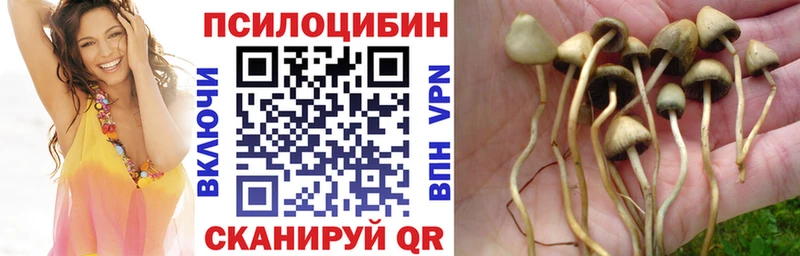 Псилоцибиновые грибы GOLDEN TEACHER  продажа наркотиков  MEGA tor  Таруса 
